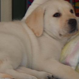 Labrador Retriever Puppies from Turtle Creek Labradors