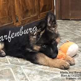 Blue - Black and red male German Shepherd puppy in Linden, Tennessee from Warfenburg