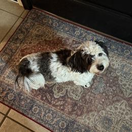 Jazzie - Havanese
