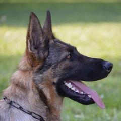 Rain - German Shepherd