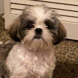 Khloe - Shih Tzu