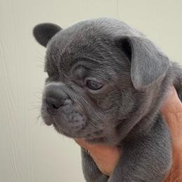 Joanie - Blue female French Bulldog puppy in Clifton, Texas from Blue Ribbon French Bulldogs