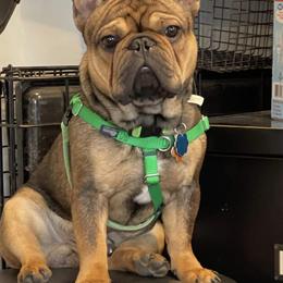French Bulldog Puppies from Nuthin’ But Frenchies