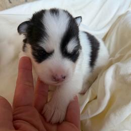 Benny - Black and white male Pomsky puppy in Mc Minnville, Oregon from West Coast Pomskies