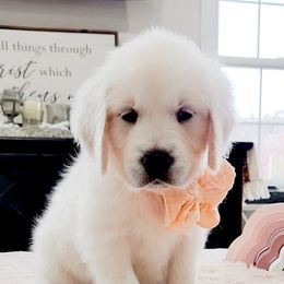 Lolly - Light golden female Golden Retriever puppy in Deer Lodge, Tennessee from SelahGold