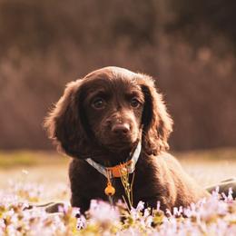 Izzadora - Chocolate female Dachshund puppy in Mena, Arkansas from Double B Corsos & Dachshunds