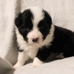Reaper -red - Black and white female Border Collie puppy in Crawfordsville, Indiana from Rescued Dreams Border Collies