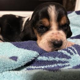 Bandit - Black brown and white male Basset Hound puppy in Walnut Grove, Missouri from C & L Beagles and Bassets