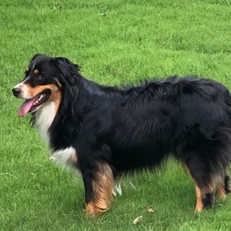 Rip - Australian Shepherd