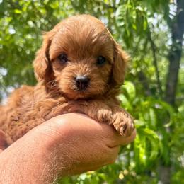 Chase - Red male Cavapoo puppy in Mona, Utah from Small Town Cavaliers