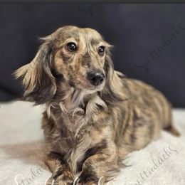 Lady - Dachshund