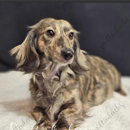 Lady - Dachshund