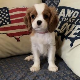 Cavalier King Charles Spaniel Puppies from CAVALMAGNE
