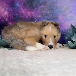 Pharaoh - Sable merle and white male Shetland Sheepdog puppy in Elk, Washington from Asgard Shetland Sheepdogs