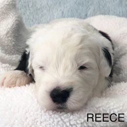 Reece - Blue gray and white male Old English Sheepdog puppy in Baltimore, Maryland from Misty Blue’s Old English Sheepdogs