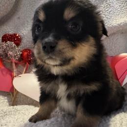 Merry - Black tri female Toy Australian Shepherd puppy in Morganfield, Kentucky from 4T Toy and Mini Australian Shepherds