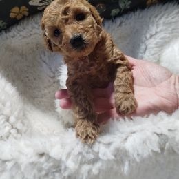 Poodle Puppies from Grace Colt Farms