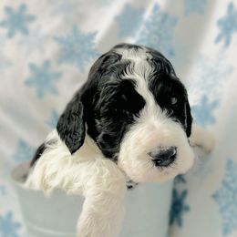 Goldendoodle Puppies from Sunrise Doodles