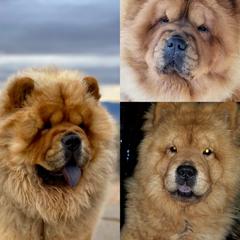 Chow Chow Puppies from DesertMoon Chows