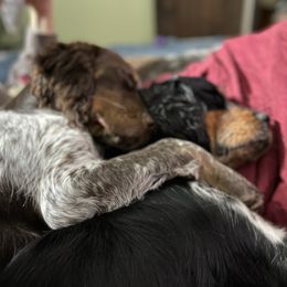 English Springer Spaniel All Grown Up from Eagle Trail Kennels