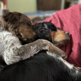 English Springer Spaniel All Grown Up from Eagle Trail Kennels