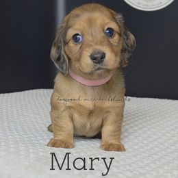 Mary (7thHeavenLitter) - Red female Dachshund puppy in Texarkana, Arkansas from Dogwood Acre Dachshunds