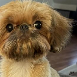 Shih Tzus from Glorious Shih Tzu