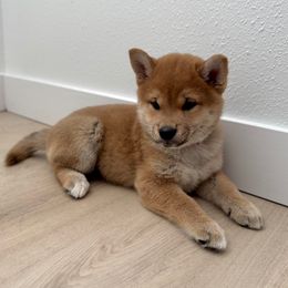 Asami - Red female Shiba Inu puppy in Texas from Sakura Blossom Shibas