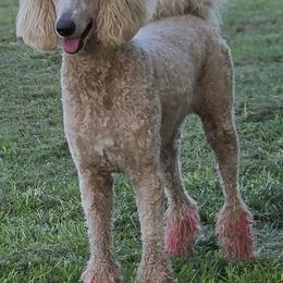 Joli - Poodle