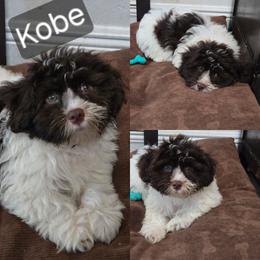 Kobe - White male Havanese puppy in East Orlando, Florida from Havanese Puppies of Central FL