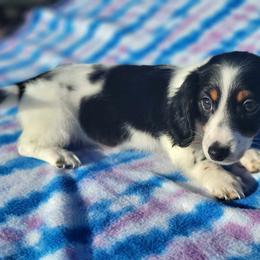 Dachshund Puppies from Grecian Kennel