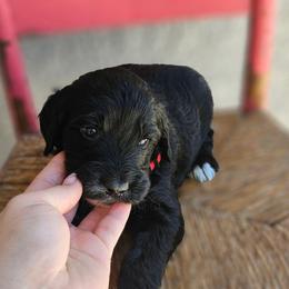 Canyon - Black male Goldendoodle puppy in Tucson, Arizona from Ever After Doodles Arizona