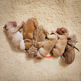 Double Doodle, Goldendoodle, Poodle, Yorkipoo, and Yorkshire Terrier Puppies from Edgewater Doodles & Designer Pups