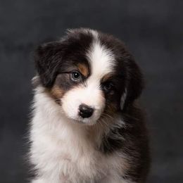 Australian Shepherd Puppies from Veritas Australian Shepherds