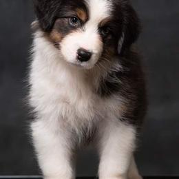 Australian Shepherd Puppies from Veritas Australian Shepherds
