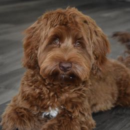 Queenie - Australian Labradoodle