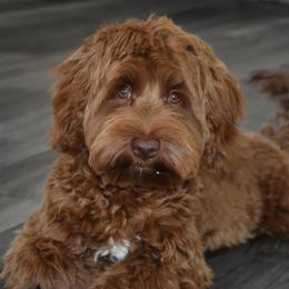 Queenie - Australian Labradoodle