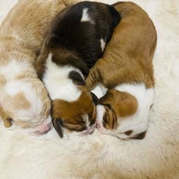Basset Hound puppies from Grind Stone Breeding Kennels