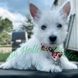 Blue Boy - White male West Highland White Terrier puppy in Runnels County, Texas from Pixie Hollow Westies