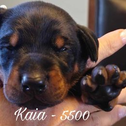 Kaia - Black and rust female Doberman Pinscher puppy in Aurora, Indiana from Double-Take Doberman Kennels