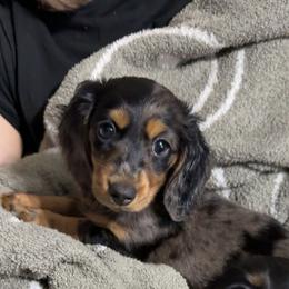 Dachshund puppies from Furry Friends Kennel