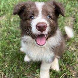 Arrietty - Red female Border Collie puppy in Milner, Georgia from Amethyst Border Collies