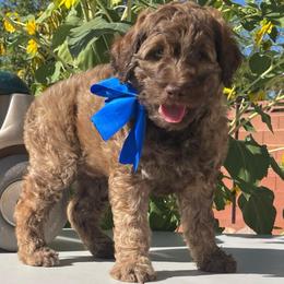 Sonny - Chocolate male Labradoodle puppy in St George, Utah from Terra's Swann's Kennels