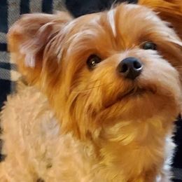 Yorkshire Terriers from Jennifer's Yorkshire Terriers