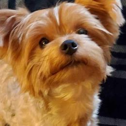 Yorkshire Terriers from Jennifer's Yorkshire Terriers