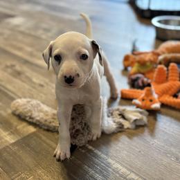 Ghost - White and black male Dalmatian puppy in Hastings, Florida from Love My Spotty Dalmatians
