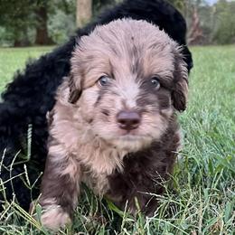 Lady Harriett - Chocolate female Assorted Doodle Crosses puppy in Kansas City, Missouri from Beary GoldenDoodles