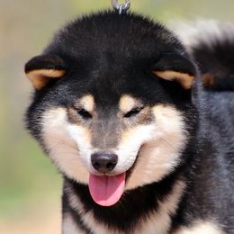 Cooper - Shiba Inu