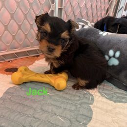 Jack - Black and tan male Yorkshire Terrier puppy in Ashland, Kentucky from Yorkie Paw