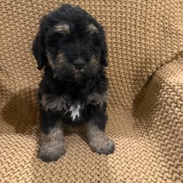 Boy 2 - Phantom male Bernedoodle puppy in Churchill County Fallon, Nevada from Card Family Ranch